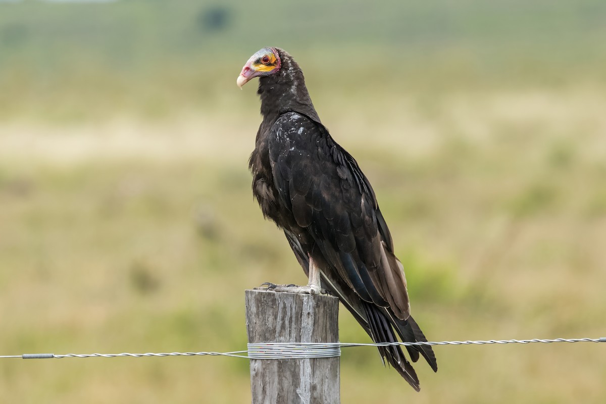 Lesser Yellow-headed Vulture - Jodi Boe