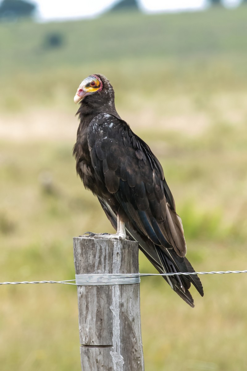 Lesser Yellow-headed Vulture - Jodi Boe
