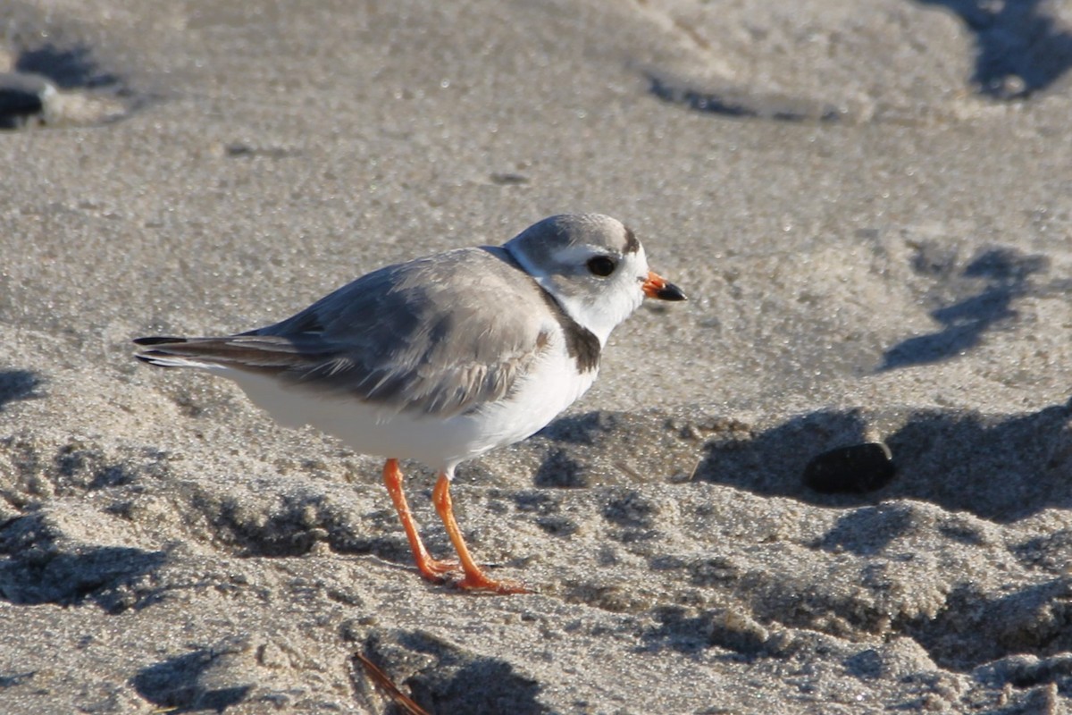 Piping Plover - ML617538777