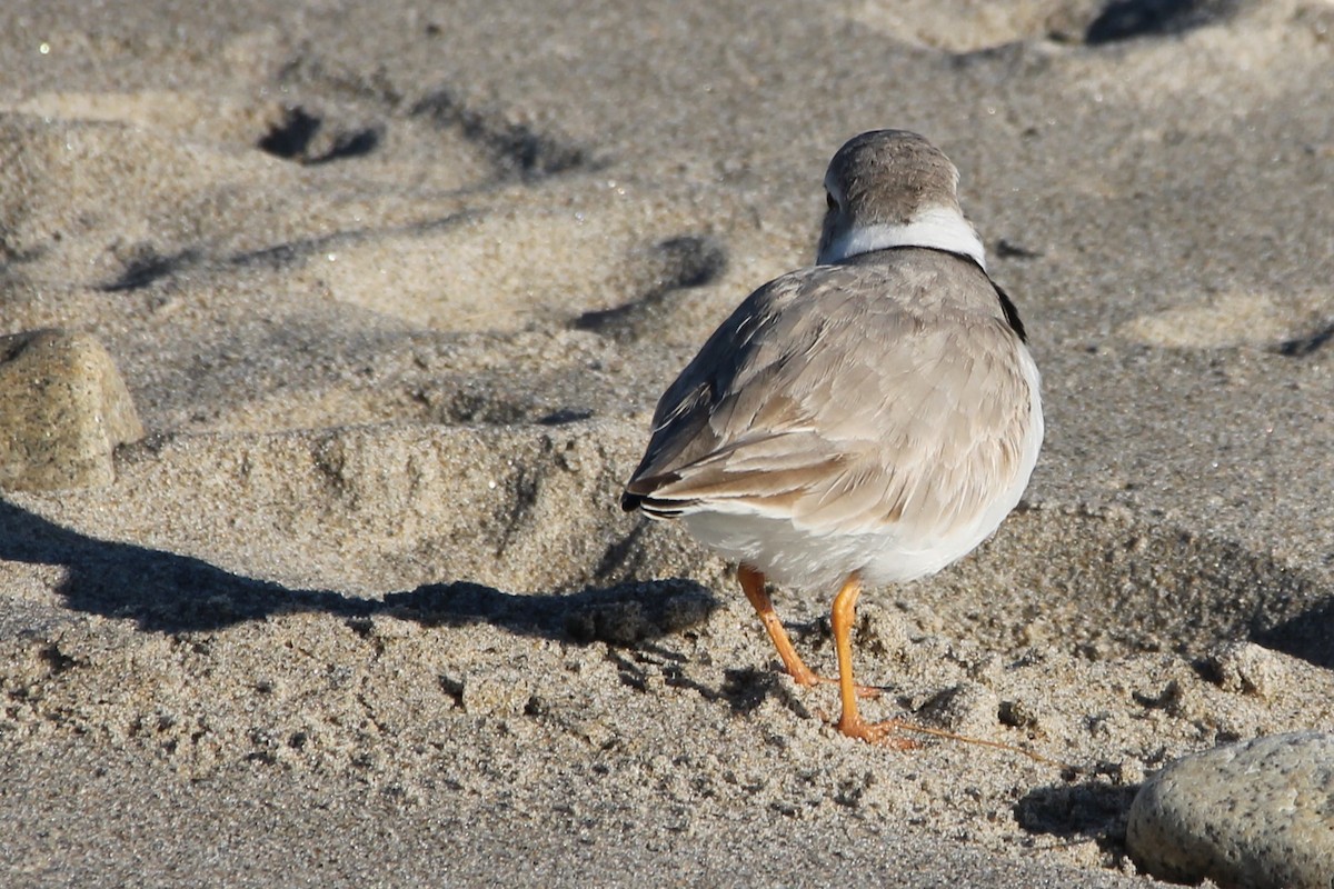 Piping Plover - ML617538781