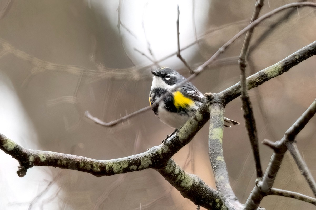 Yellow-rumped Warbler (Myrtle) - ML617538852