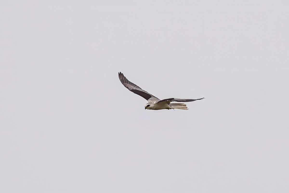 White-tailed Kite - ML617538861
