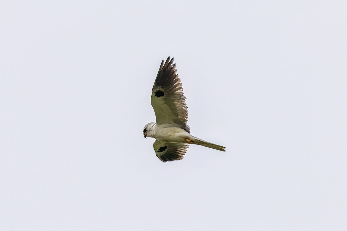 White-tailed Kite - ML617538862