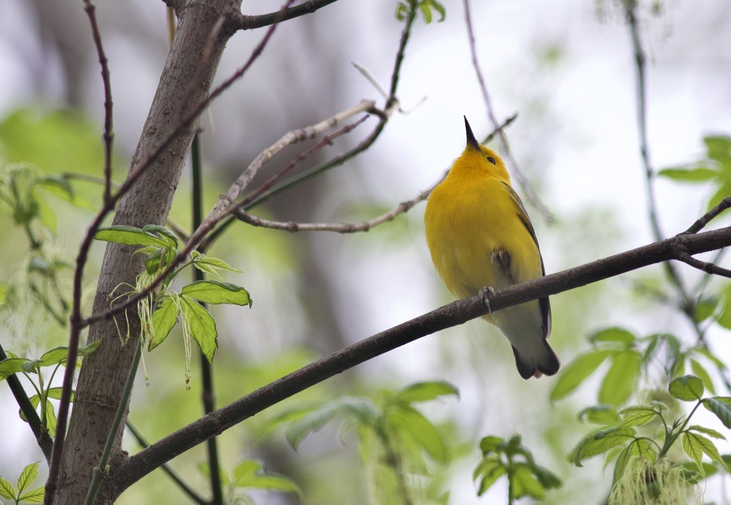 Prothonotary Warbler - Brian Quindlen