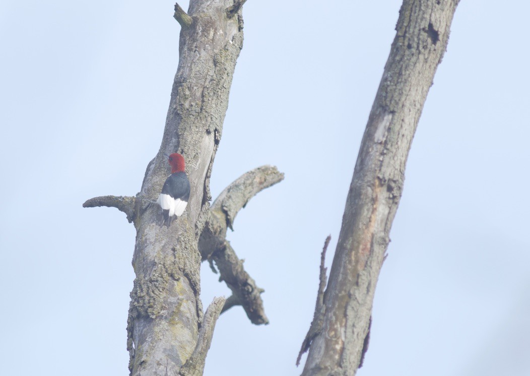 Red-headed Woodpecker - Brian Quindlen