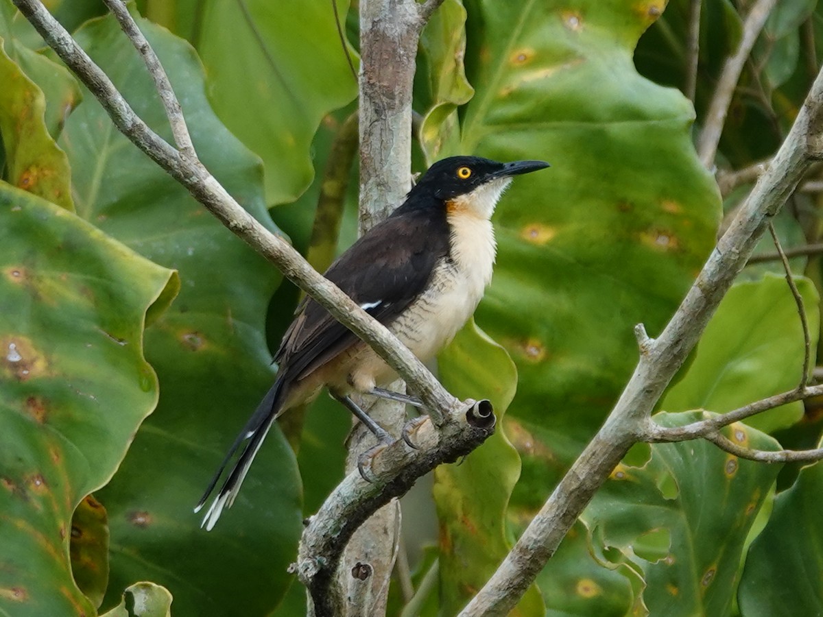 Black-capped Donacobius - Barry Reed