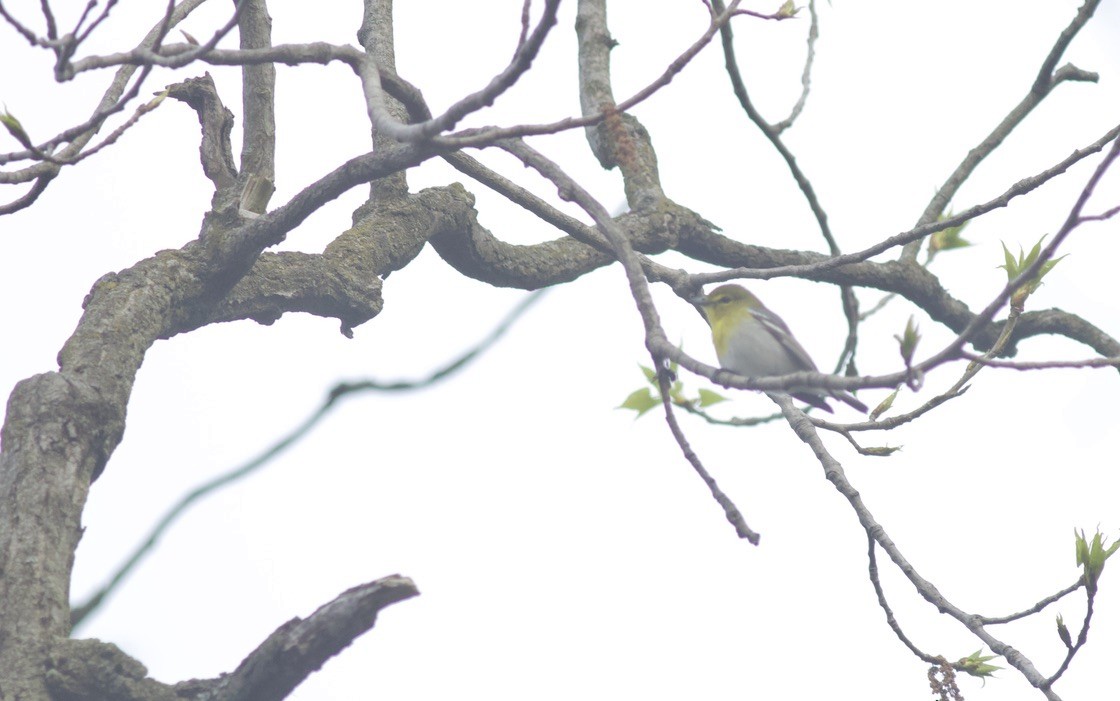 Yellow-throated Vireo - Brian Quindlen