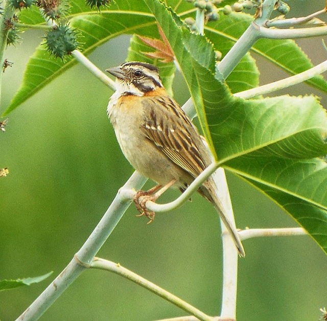 Rufous-collared Sparrow - Henrique Heidi Horiyshi