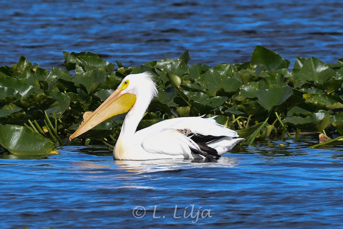 American White Pelican - Lorri Lilja
