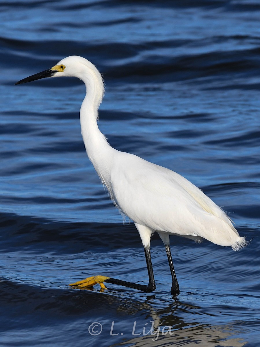 Snowy Egret - Lorri Lilja