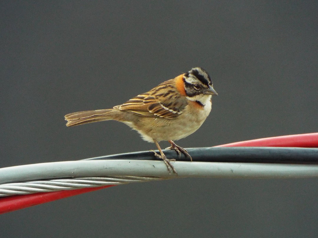 Rufous-collared Sparrow - ML617539225