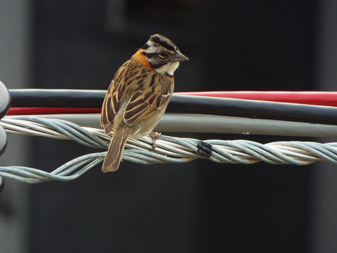 Rufous-collared Sparrow - ML617539226