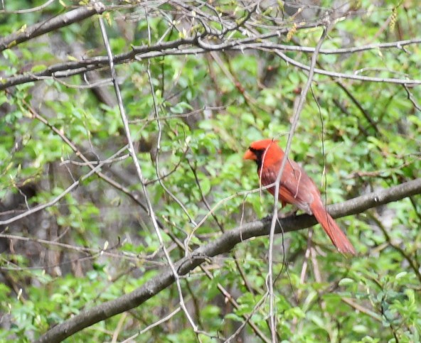 Cardinal rouge (groupe cardinalis) - ML617539262