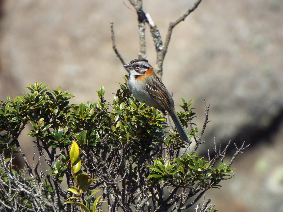 Rufous-collared Sparrow - Henrique Heidi Horiyshi