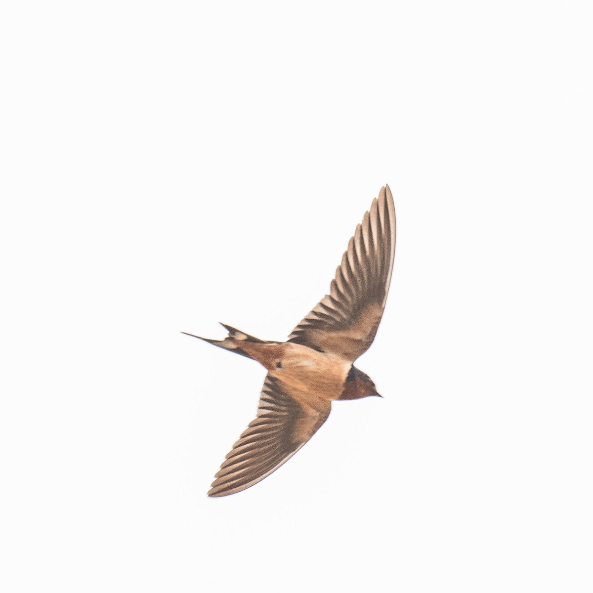 Barn Swallow - Liling Warren