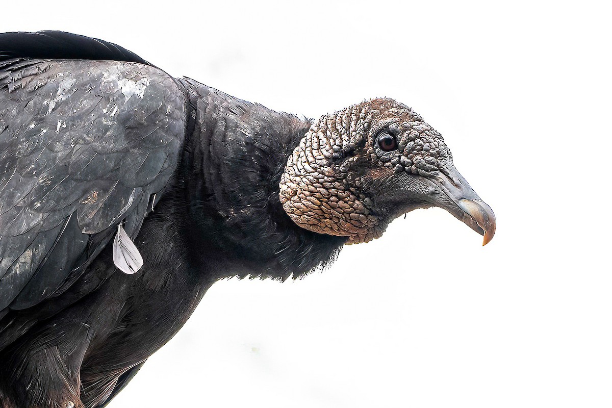 Black Vulture - ML617539310