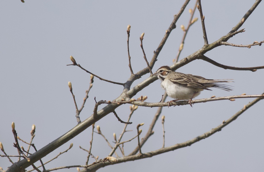 Lark Sparrow - Brian Quindlen