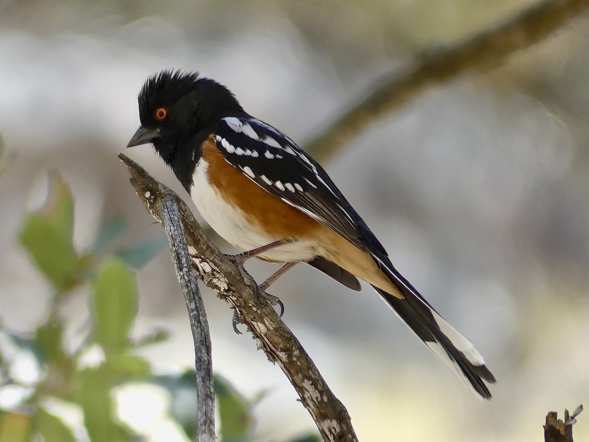 Spotted Towhee - ML617539498