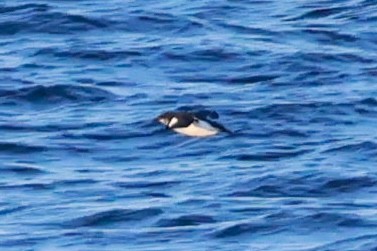 Thick-billed Murre - ML617539511