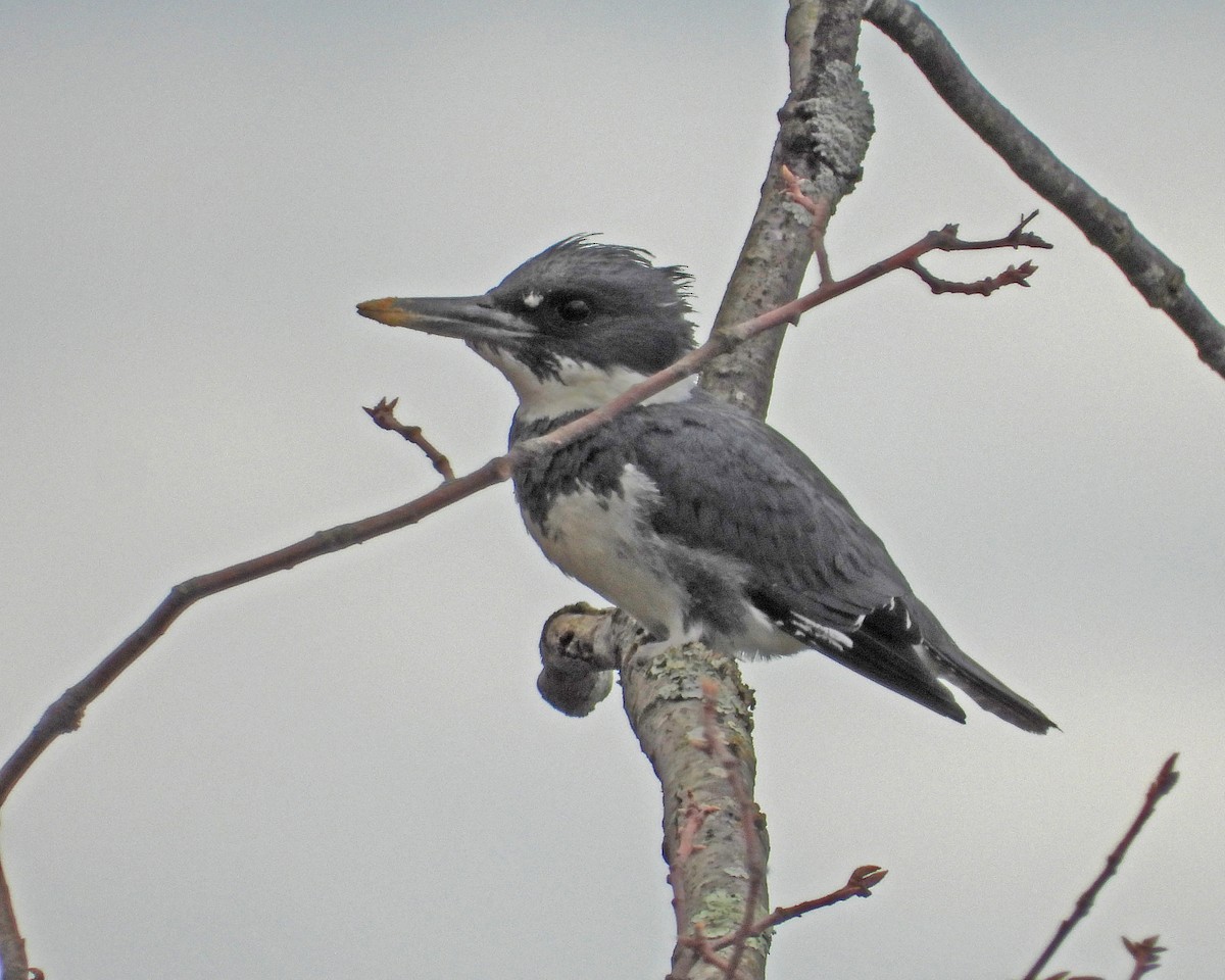 Belted Kingfisher - ML617539611