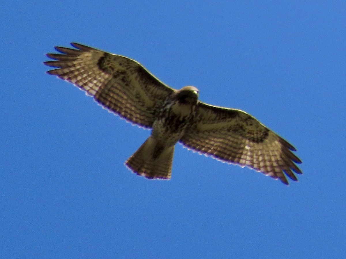 Red-tailed Hawk - Merlyn (J.J.) Blue