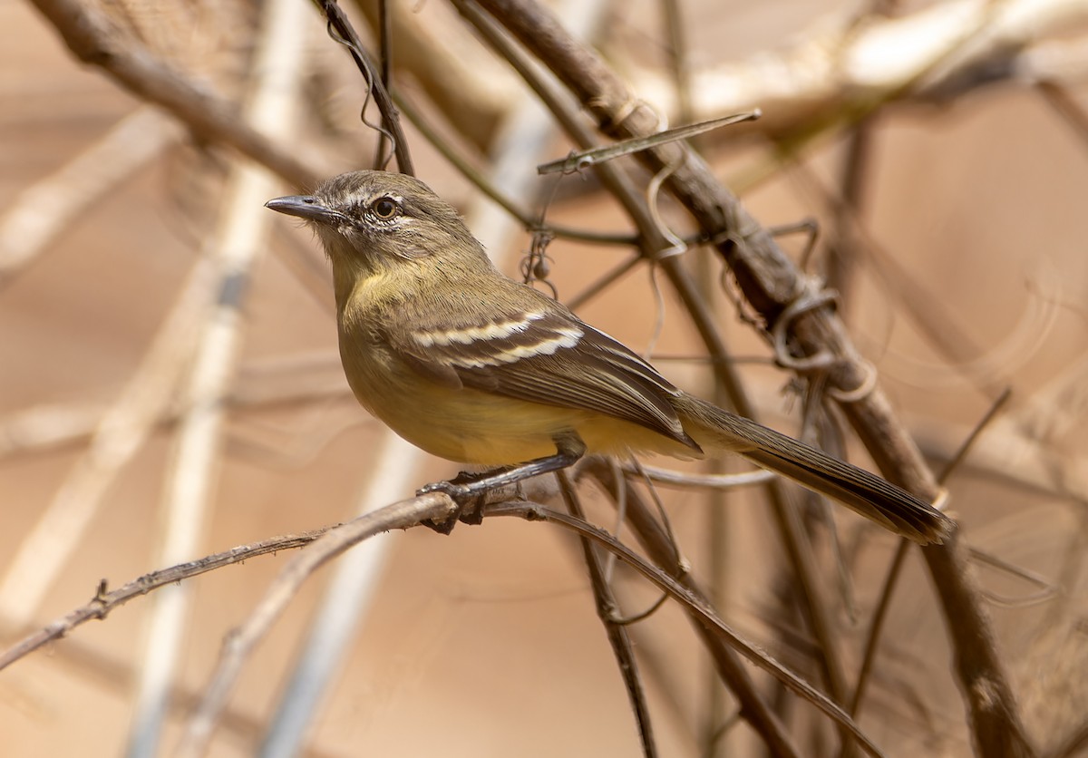 Pale-tipped Tyrannulet - ML617539791