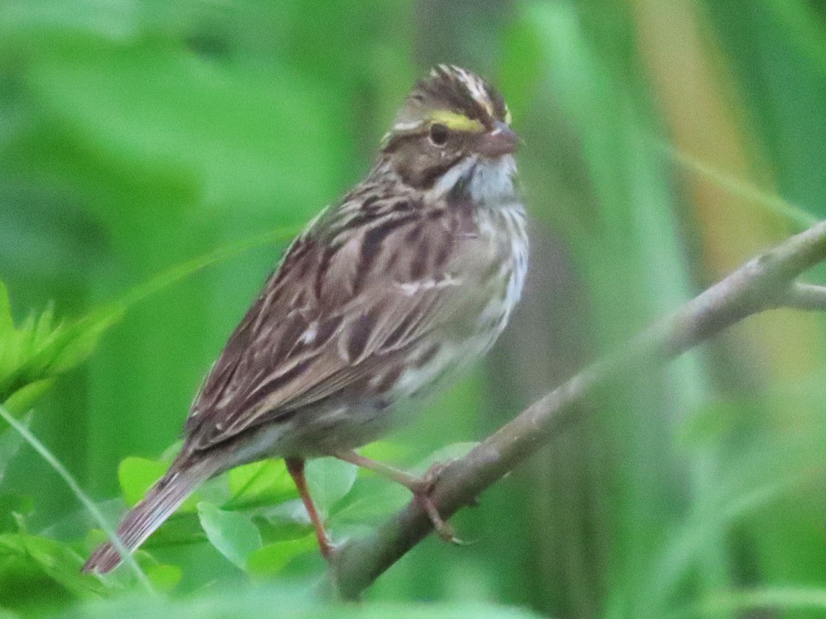 Savannah Sparrow - ML617539810