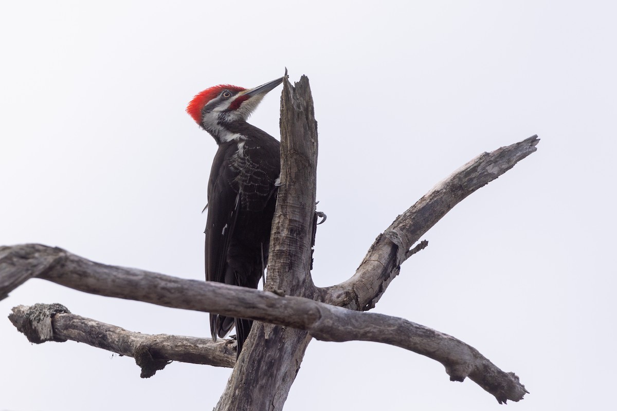 Pileated Woodpecker - ML617539846