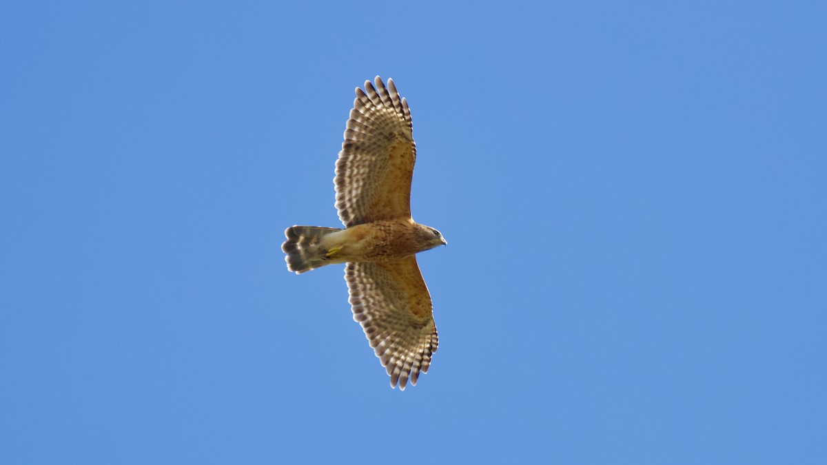 Red-shouldered Hawk - Brian Rusnica