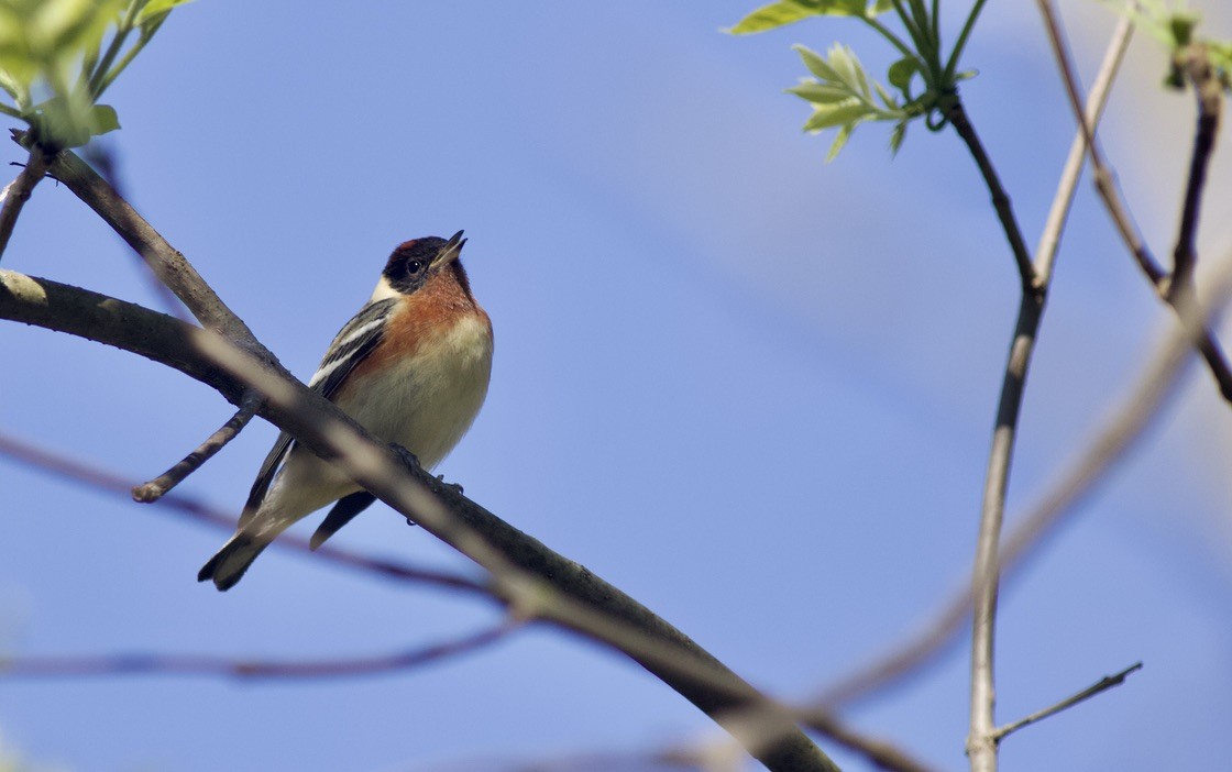 Bay-breasted Warbler - ML617539934