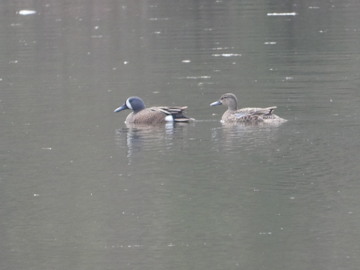 Blue-winged Teal - ML617539969