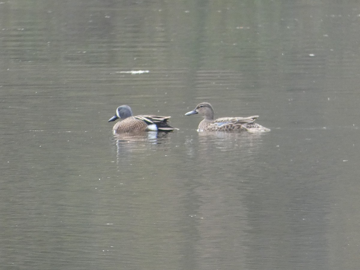 Blue-winged Teal - ML617539975