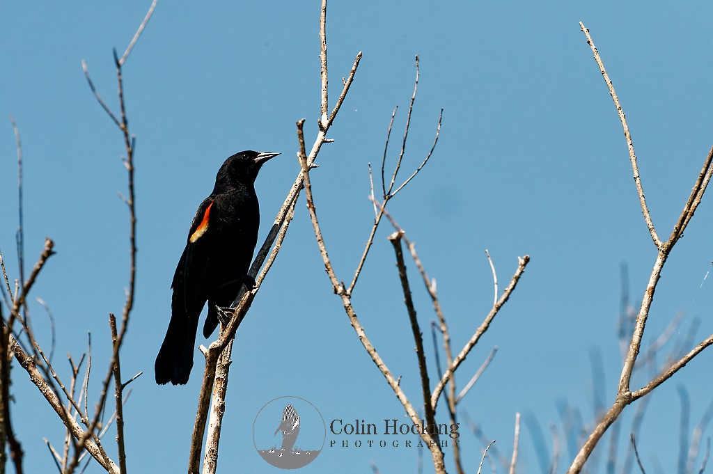Red-winged Blackbird - Colin Hocking