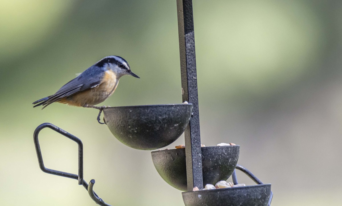 Red-breasted Nuthatch - Ed Wransky