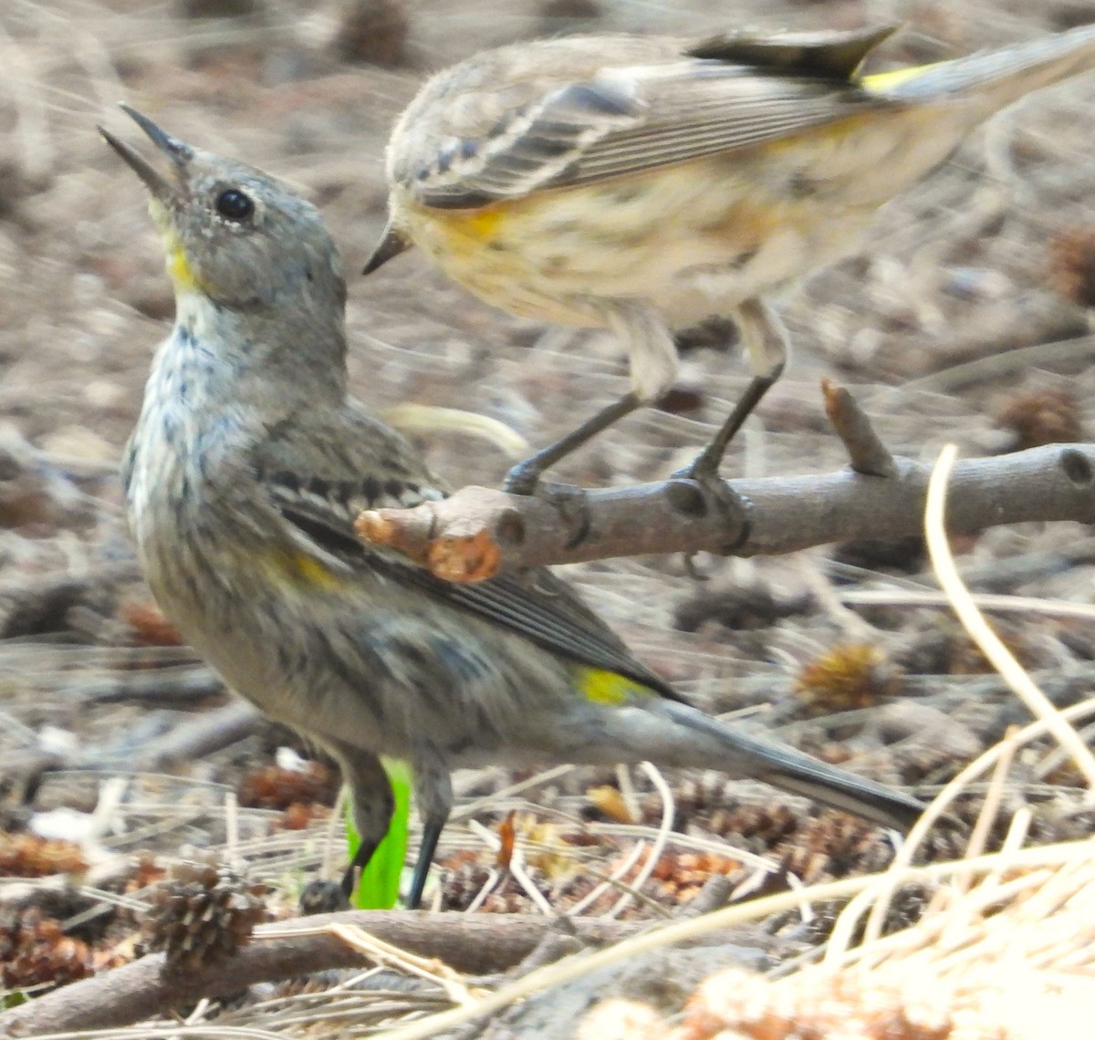 Yellow-rumped Warbler - Guadalupe Esquivel Uribe