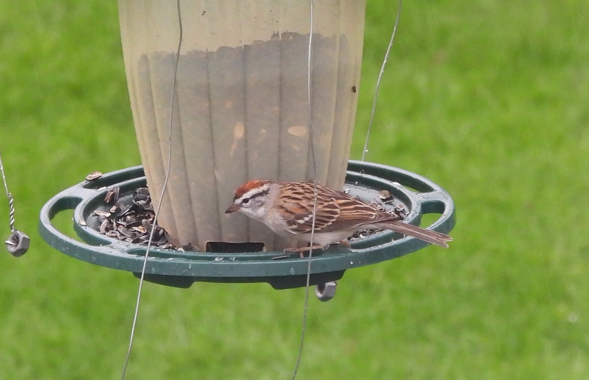 Chipping Sparrow - George Ford