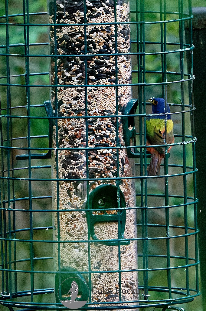 Painted Bunting - Colin Hocking