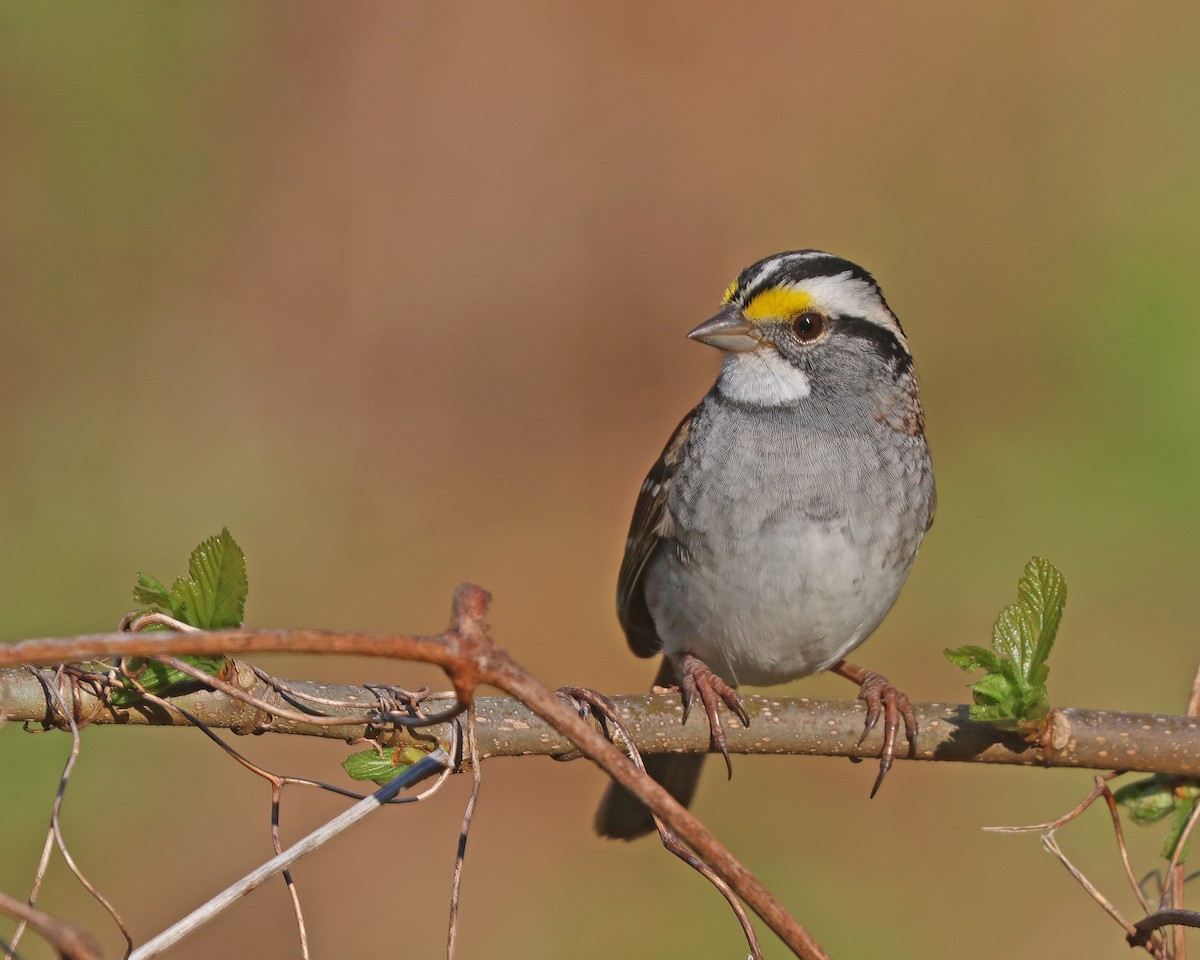White-throated Sparrow - Corey Finger