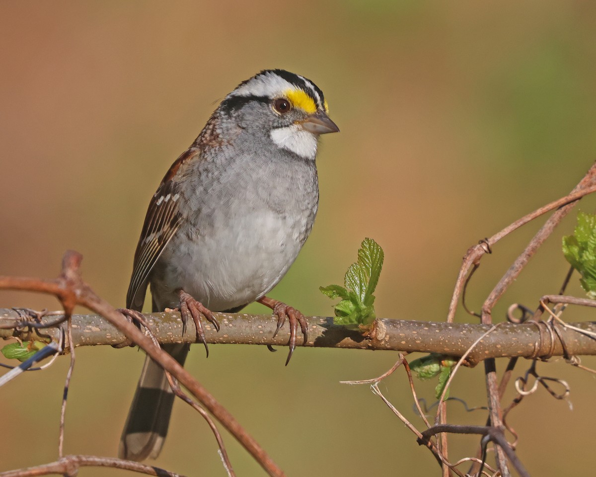 White-throated Sparrow - ML617540105