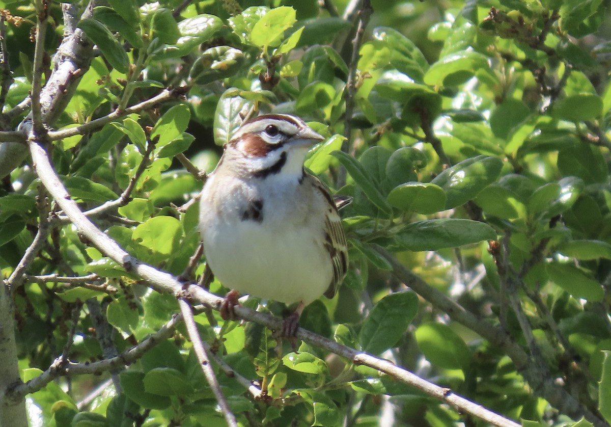 Lark Sparrow - karen pinckard