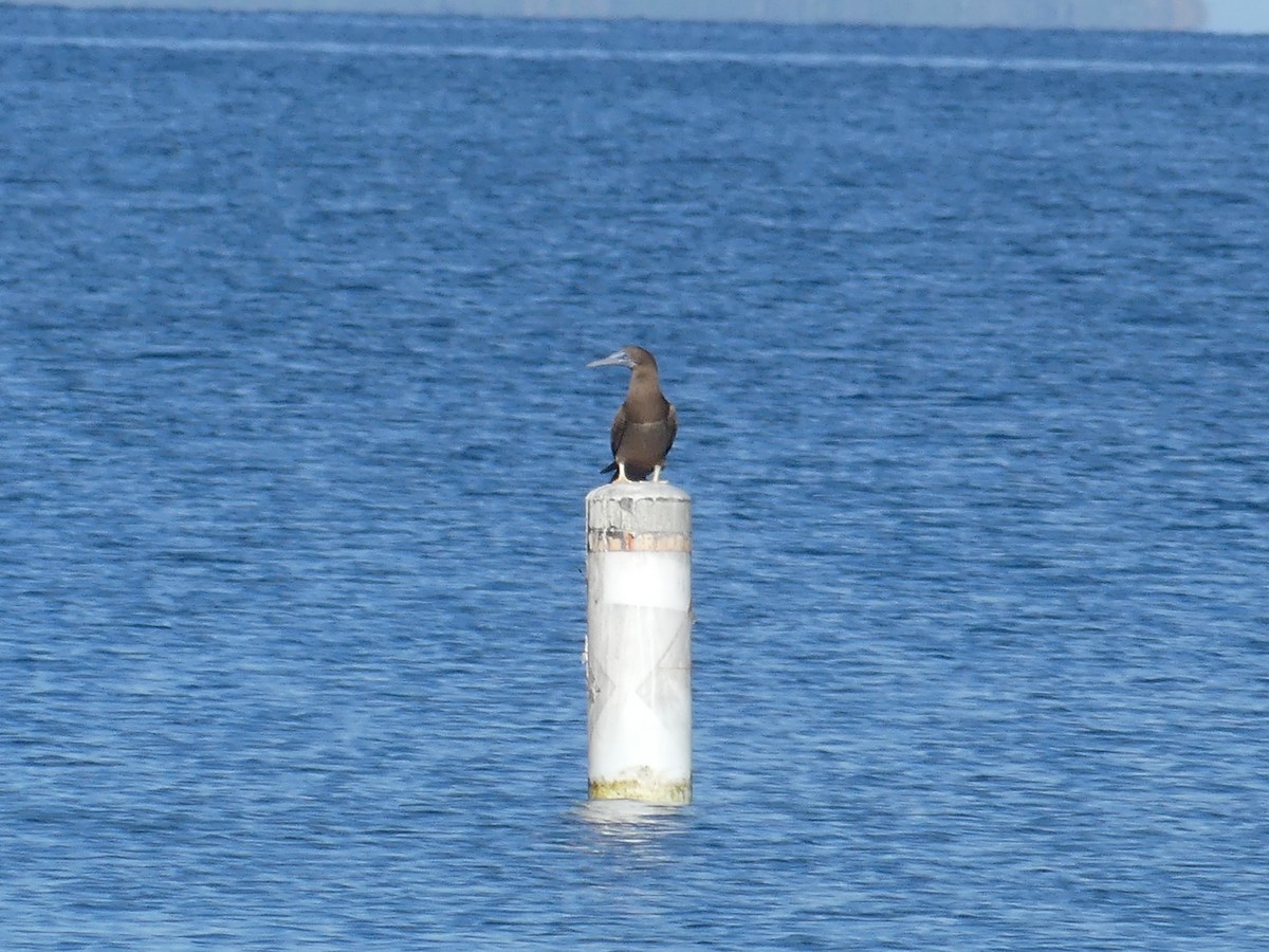 Brown Booby - ML617540122