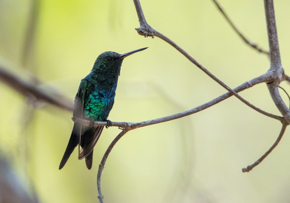 kolibřík safírovohrdlý - ML617540166