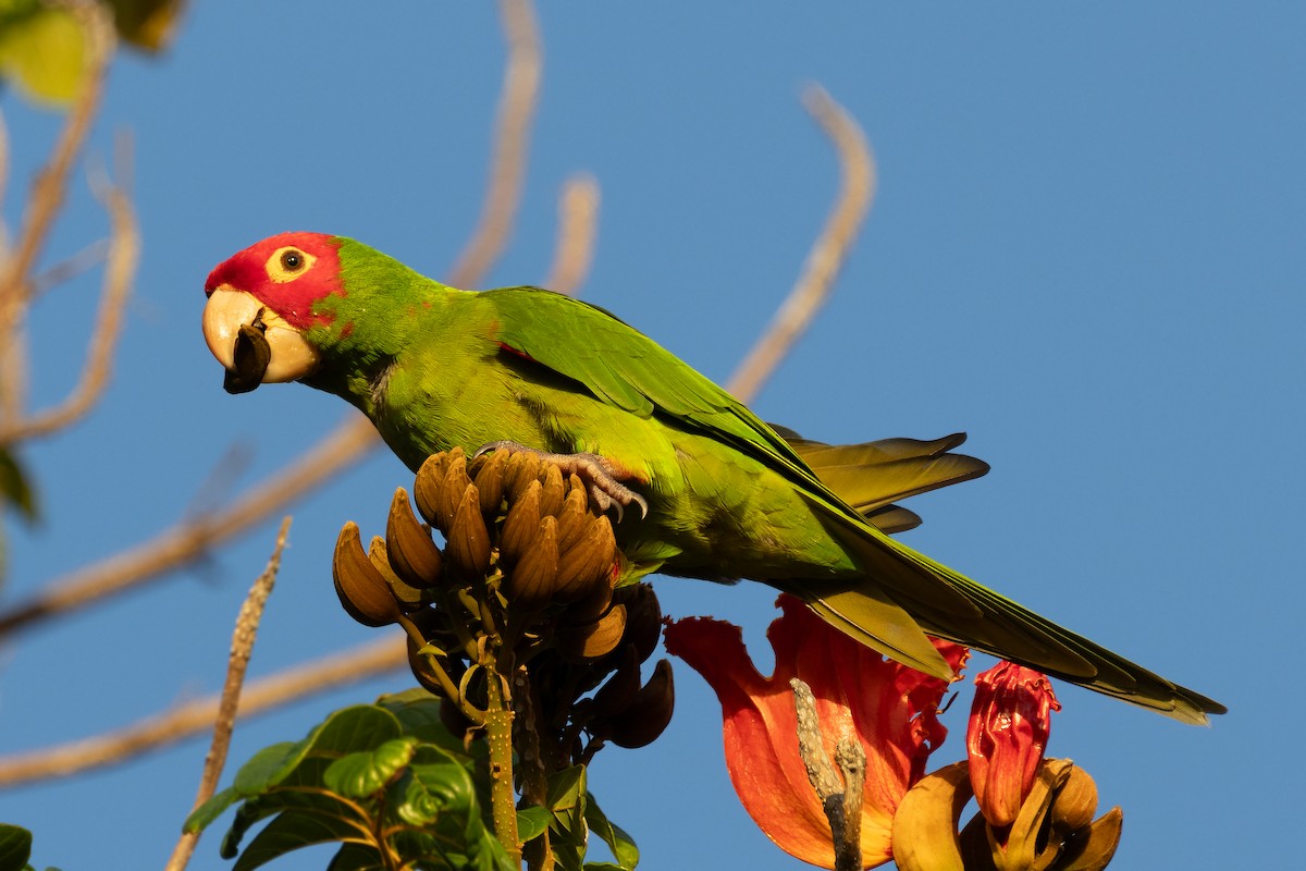 Guayaquil Papağanı - ML617540169