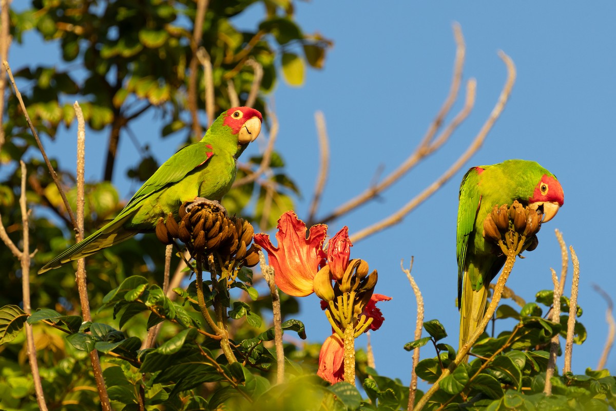 Guayaquil Papağanı - ML617540170