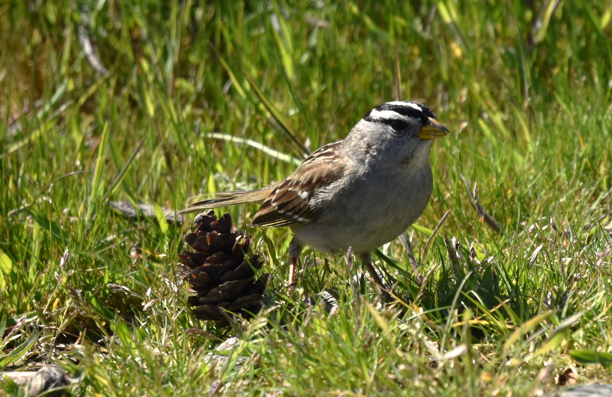 White-crowned Sparrow - ML617540219