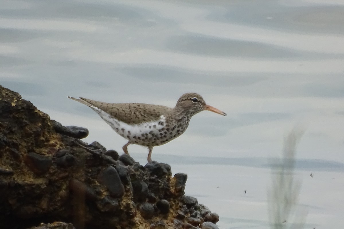 Spotted Sandpiper - Maeve and Joey Coker