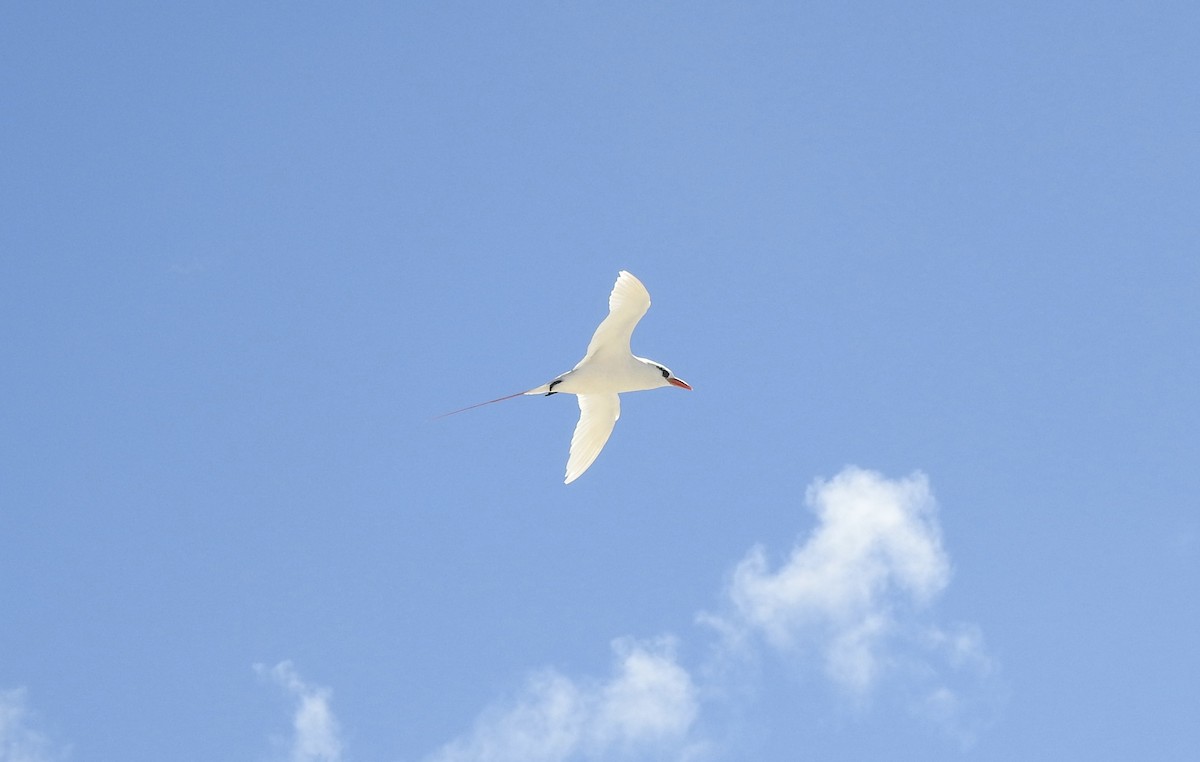 Red-tailed Tropicbird - ML617540300