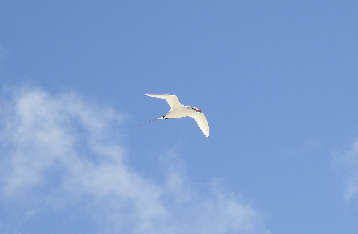 Red-tailed Tropicbird - ML617540301