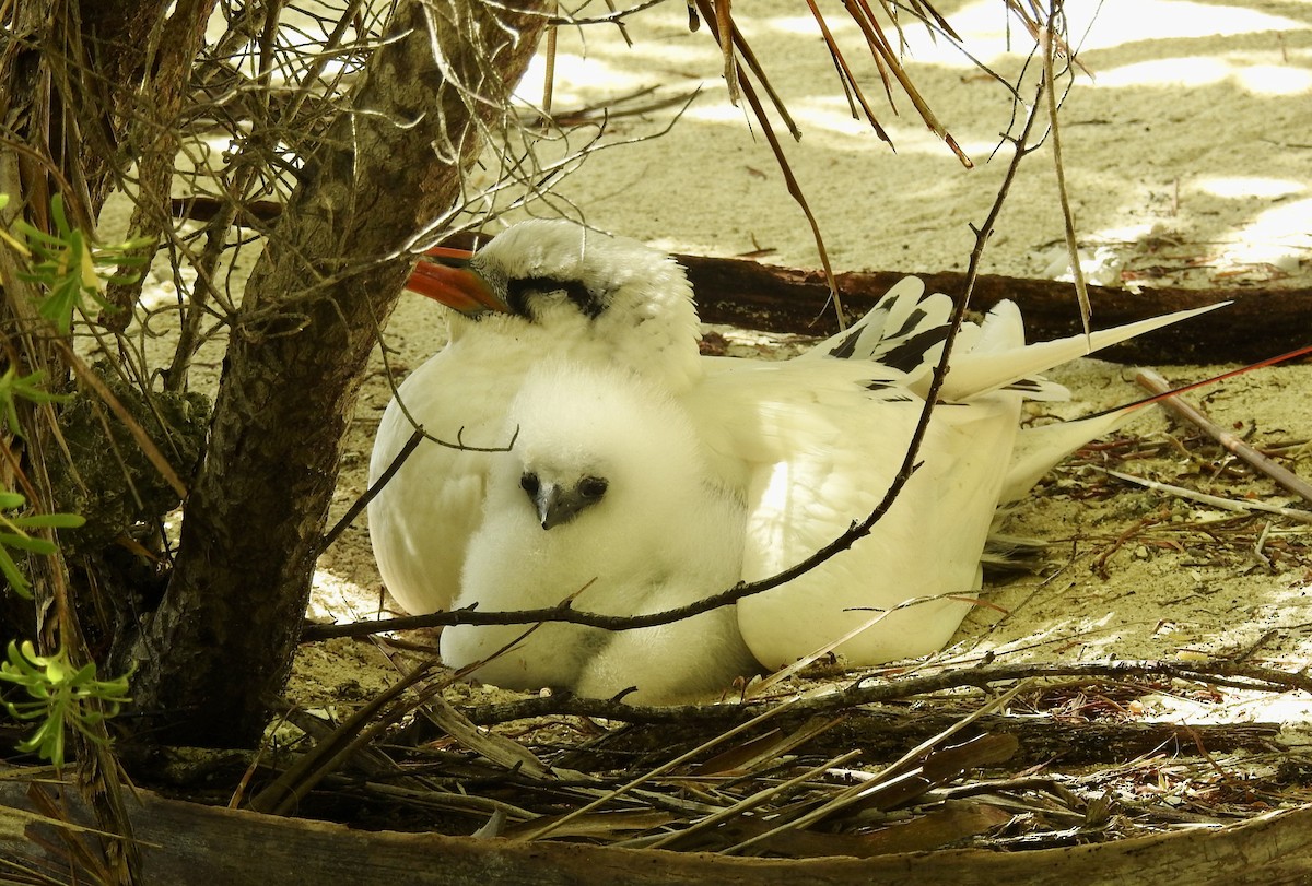 Red-tailed Tropicbird - ML617540302