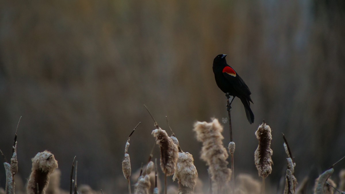 Red-winged Blackbird - ML617540318